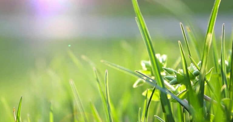 common irrigation system problems
