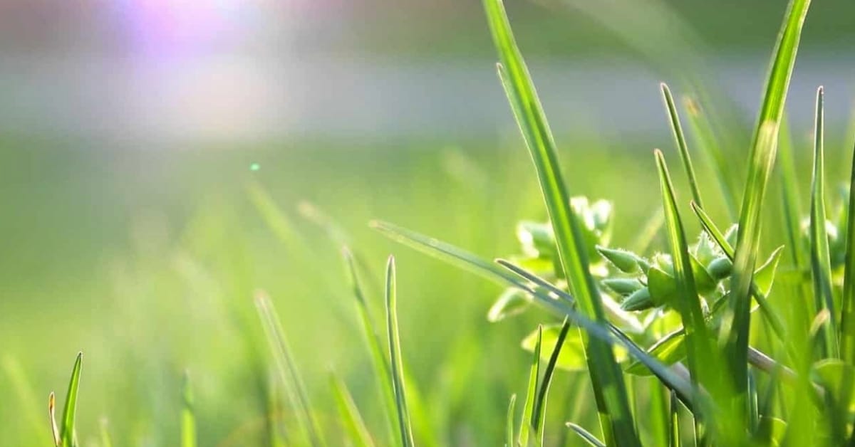 common irrigation system problems