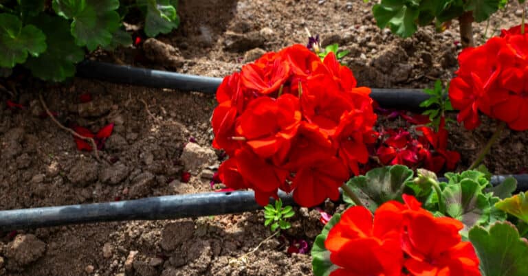 adding a drip irrigation system