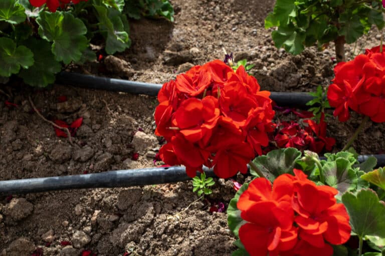 adding a drip irrigation system to your garden