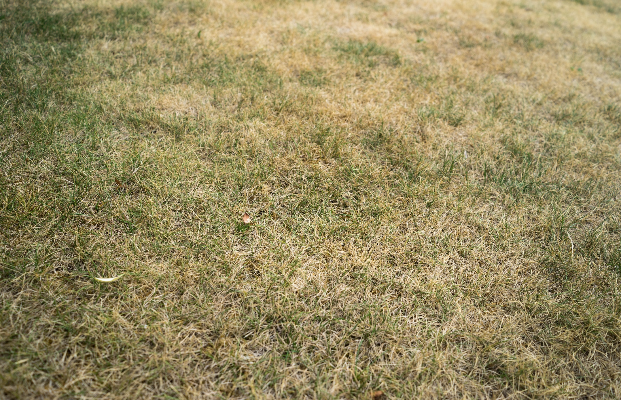 how to identify heat stress in your lawn