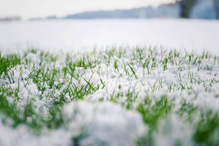 how winter affects sprinkler systems and your grass