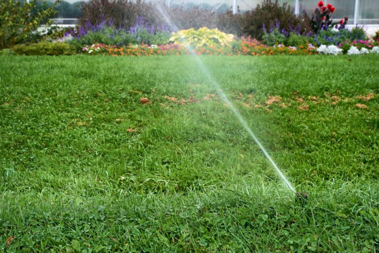August irrigation of lawn and gardens