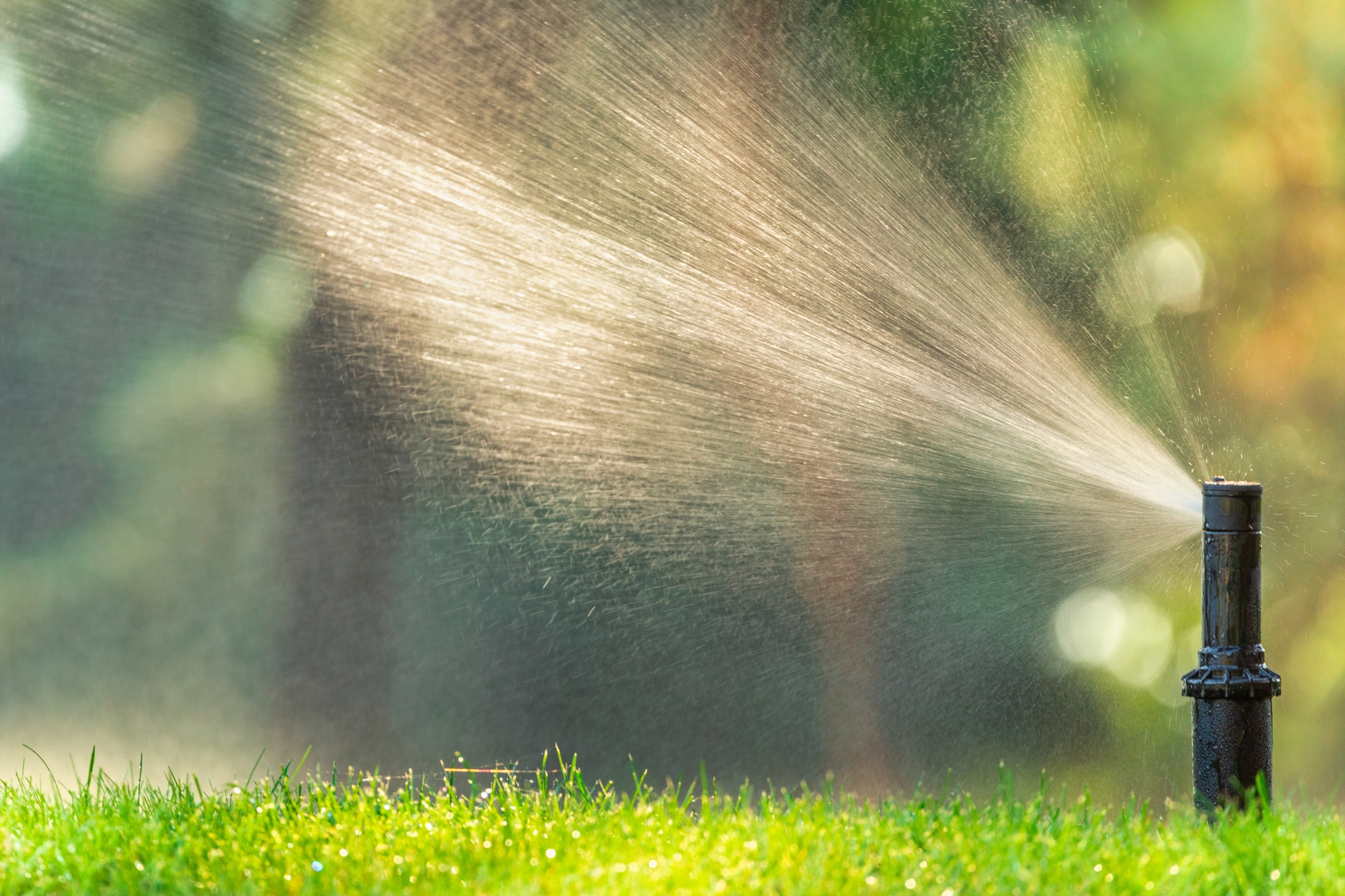 sprinkler heads need adjustment